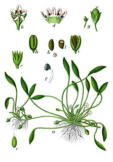 <i>Limosella australis</i> Species of flowering plant