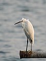 * Nomination Little egret (Egretta garzetta) perched, Ashtamudi Lake, Kerala --Tagooty 03:19, 21 March 2022 (UTC) * Promotion  Support Good quality. --XRay 04:44, 21 March 2022 (UTC)