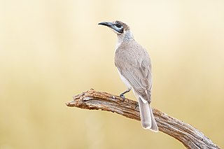 <span class="mw-page-title-main">Little friarbird</span> Species of bird