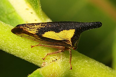 Thelia bimaculata