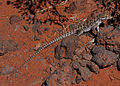 Long-nosed leopard lizard.jpg