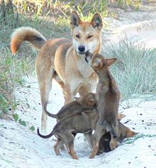 A male dingo with his pups Look at me dad.jpg