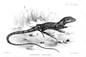 Описание изображения Lophognathus maculilabris Smit.jpg.