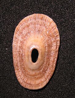 <i>Lucapinella</i> genus of molluscs