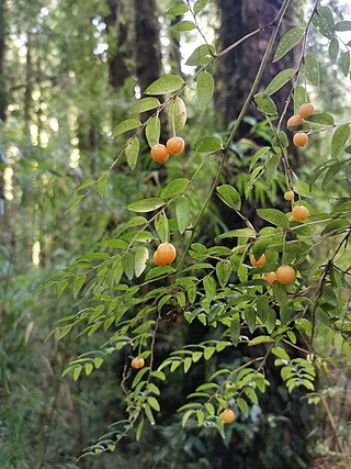 <i>Luzuriaga polyphylla</i> Species of flowering plant