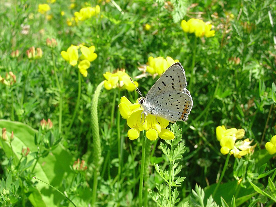 File:Lycaena dione.jpg