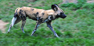 Lycaon pictus running