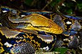 Malayopython reticulatus, Reticulated python - Kaeng Krachan District, Phetchaburi Province (47924282891).jpg