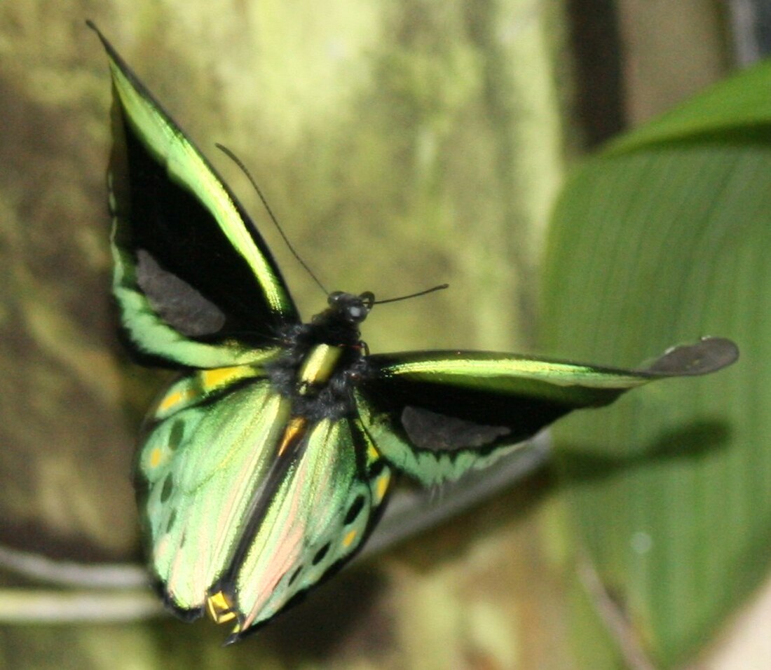 List of butterflies of Australia