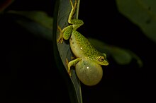 Erkek Raorchestes jayarami calling.jpg