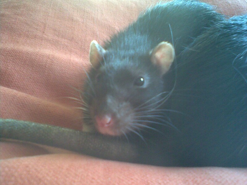 File:Male rat.jpg