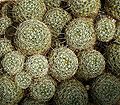 Mammillaria decipiens ssp. decipiens