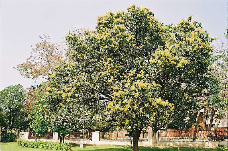 File:Mango blossoms.jpg