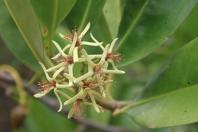 File:Mangrove flower 1.jpg