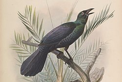 Manucodia ater (cropped).jpg