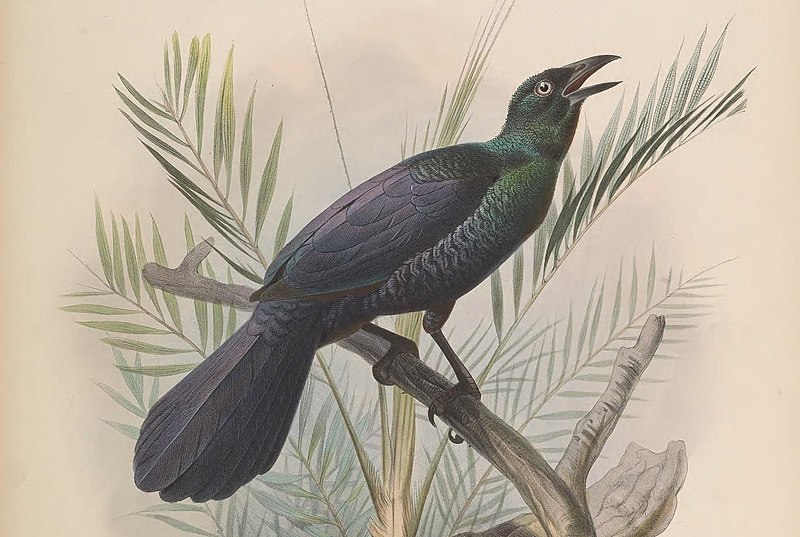 File:Manucodia ater (cropped).jpg