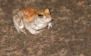 Beskrivelse av Marbled Sand Frog (Tomopterna marmorata) (16723373703) .jpg image.