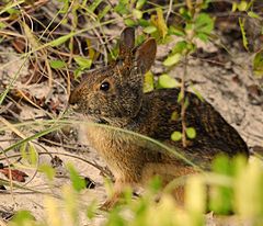 At Smyrma Dunes Park, Florida Marsh Rabbit at Smyrna Dunes Park - Flickr - Andrea Westmoreland.jpg