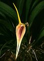 Masdevallia maculata flower