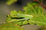 Meconema thalassinum – Männchen