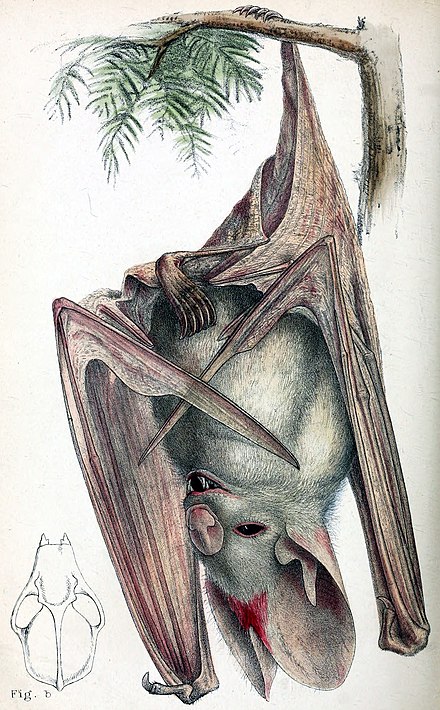 Австралийский ложный вампир. Австралийский ложный вампир (Macroderma Gigas). Летучая мышь австралийский ложный вампир. Fdcnhfkbqcrbq KJ;ysq dfvgbhложный вампир. Желтокрылый ложный вампир.