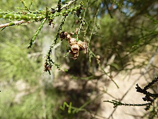 <i>Melaleuca monantha</i> Species of shrub