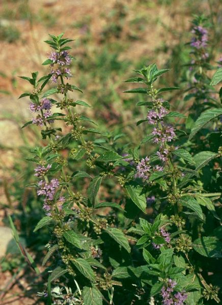 File:Mentha arvensis.jpg