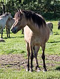 Vignette pour Dülmen (cheval)