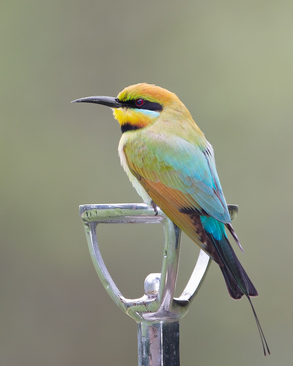 Rainbow Bee Eater Wikipedia