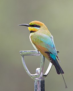Rainbow bee-eater Species of bird