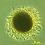 Vorschaubild für Mesodinium