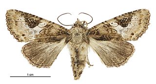 <i>Meterana octans</i> Species of moth