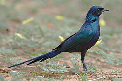 Meves's starling, Lamprotornis mevesii, at Mapungubwe National Park, Limpopo, South Africa. (47135566782).jpg