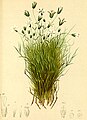 Minuartia austriaca (Alsine austriaca)