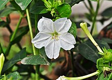 Mirabilis jalapa