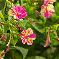 Mirabilis jalapa 'bicolor'-IMG 9208.jpg