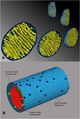 Mitochondrion cristae tomogram.png