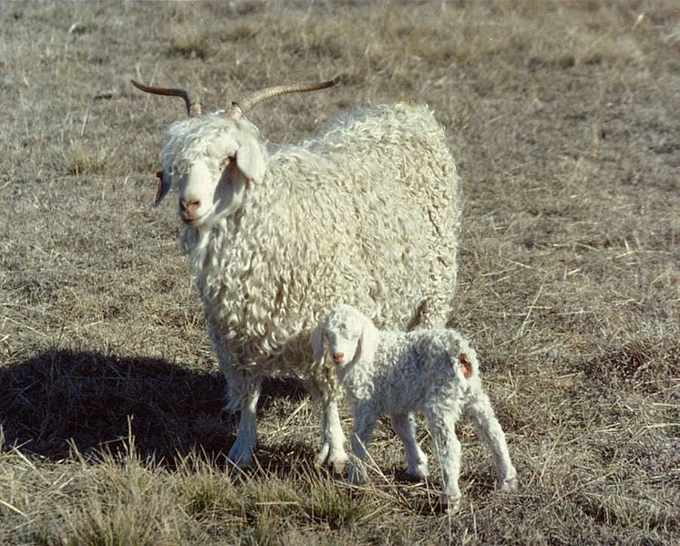 File:Mohair goats-nanny with newborn. - DPLA - f92a422df737028204114eb061497348.jpg