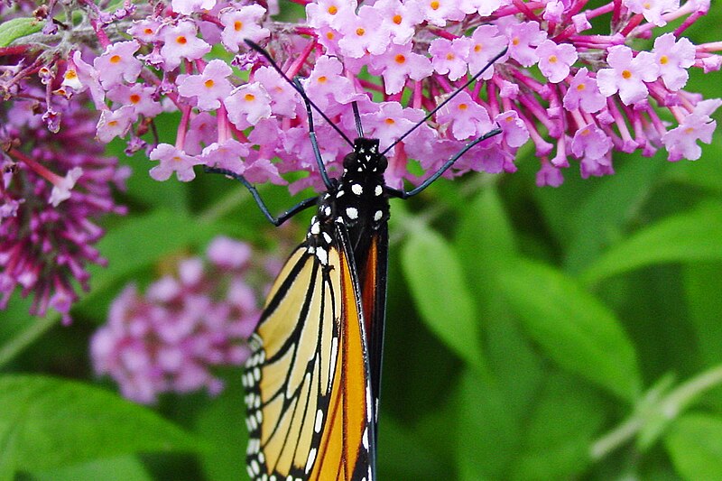 File:Monarch-eating.jpg