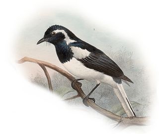 Manus monarch species of bird