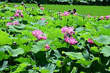 Morikawa lotus field.jpg