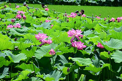 立田村 (愛知県)