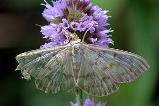 <i>Patania ruralis</i> Species of moth