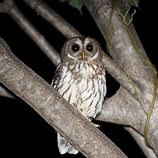 Mottled Owl.jpg