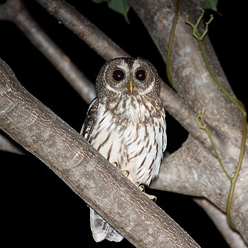 File:Mottled Owl.jpg