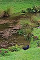 Takahe (Porphyrio hochstetteri)