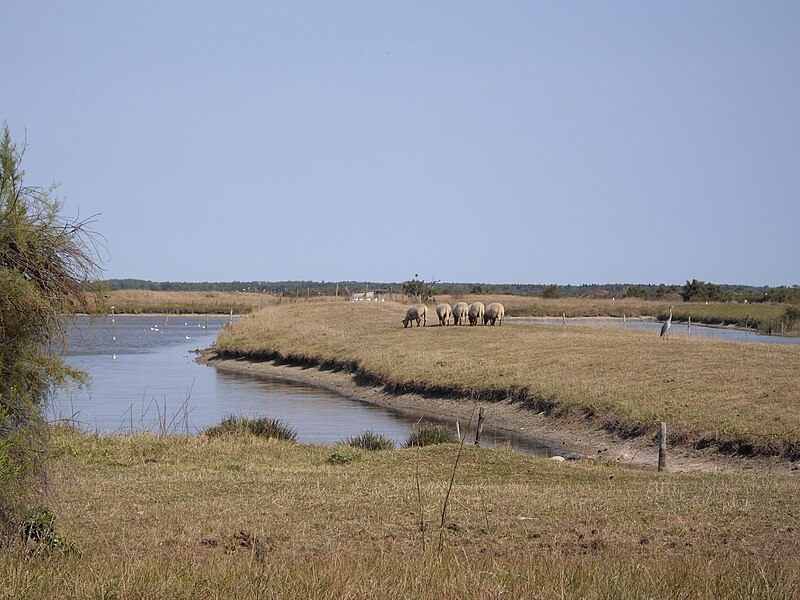 File:Moutons en pâture dans les marais d'Oléron.JPG