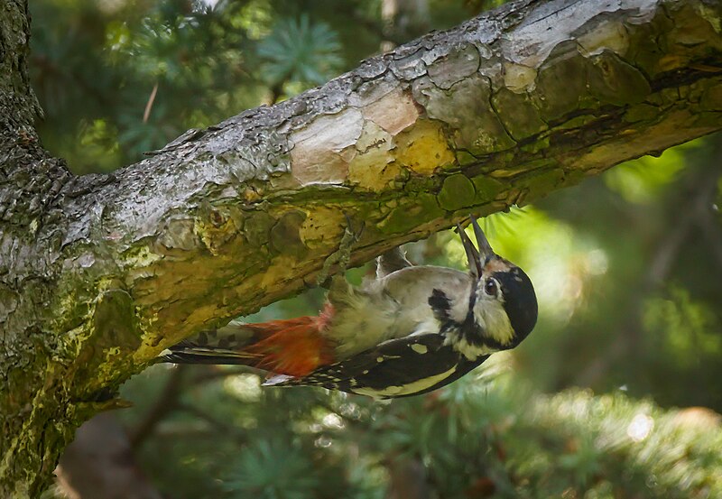 File:Mrs Woodpecker (48136486397).jpg