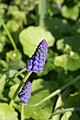 Muscari en grappes