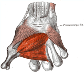 Мышца, приводящая большой палец кисти (выделена цветом)